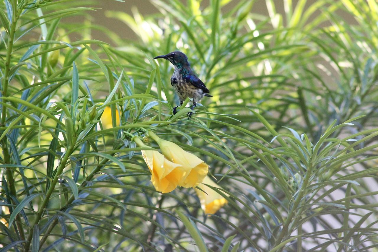 Botanica Eco Lodge Michamvi 外观 照片